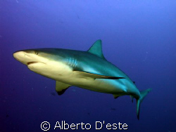 Green shark in Jardines de la Rejna - Cuba by Alberto D'este 